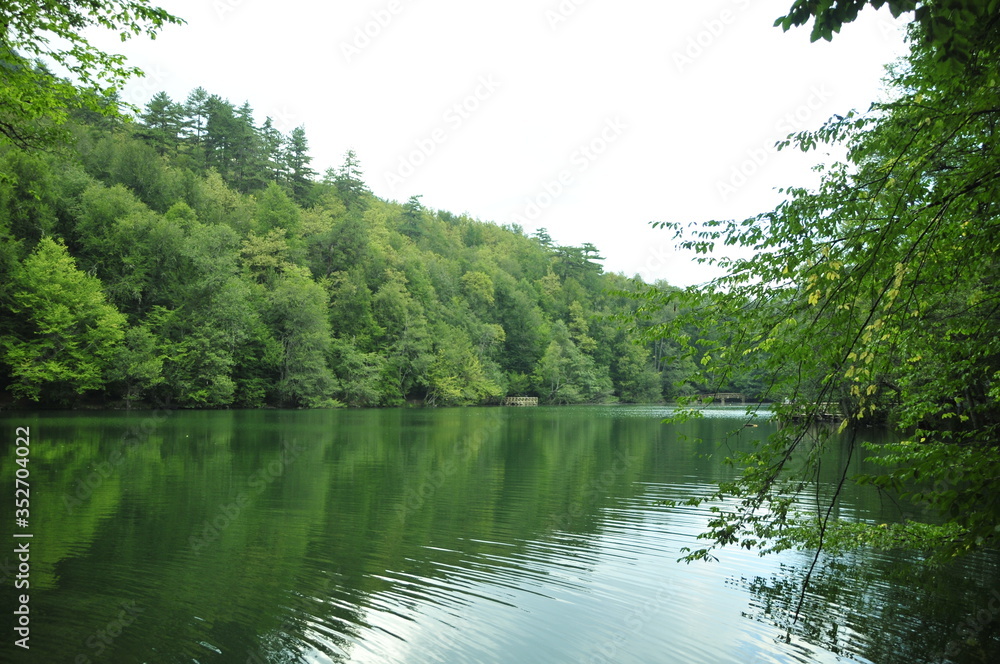 lake in the forest lake in the forest