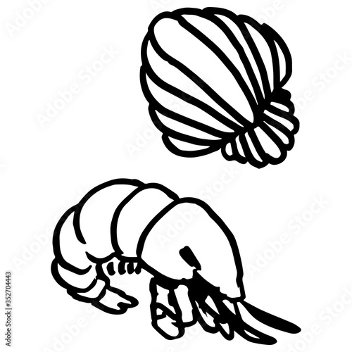 Outline clam on white isolated backdrop. Drawn shrimp for gift card, tattoo parlor or pet shop logo, diving club emblem, bath tile. Phone case or cloth print. Doodle style stock vector illustration