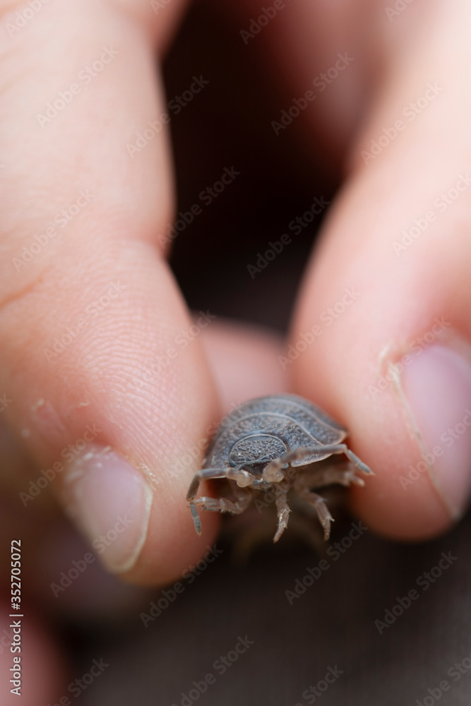 Pill Bug in child's fingers