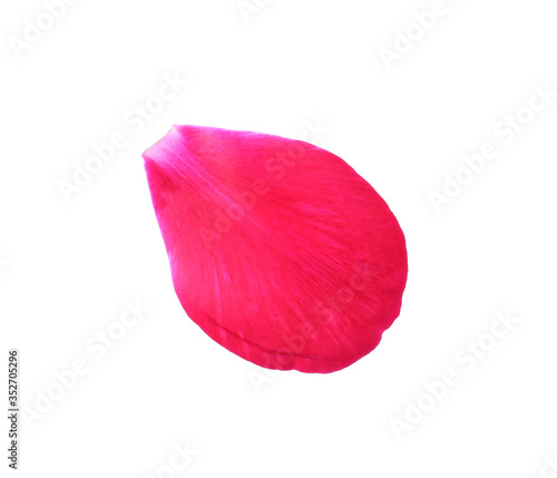 Beautiful petal of peony flower isolated on white