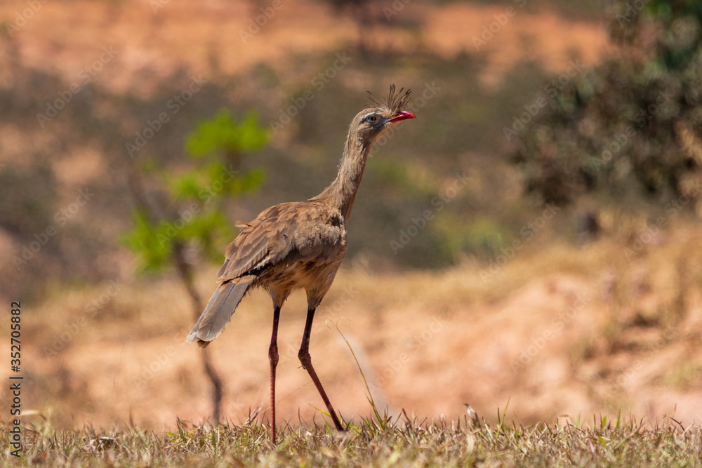 Seriema no cerrado - Cariamidae Seriema no cerrado - Cariamidae