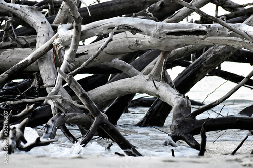 Florida Driftwood Pile