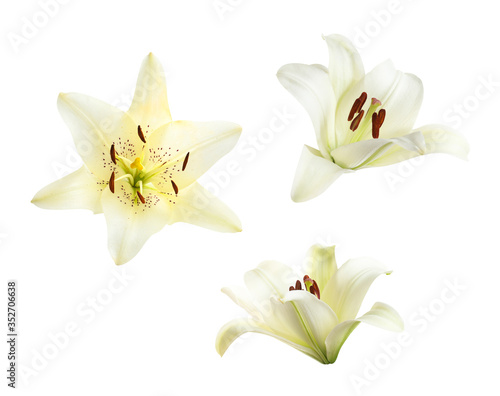 Set of beautiful blooming lilies on white background