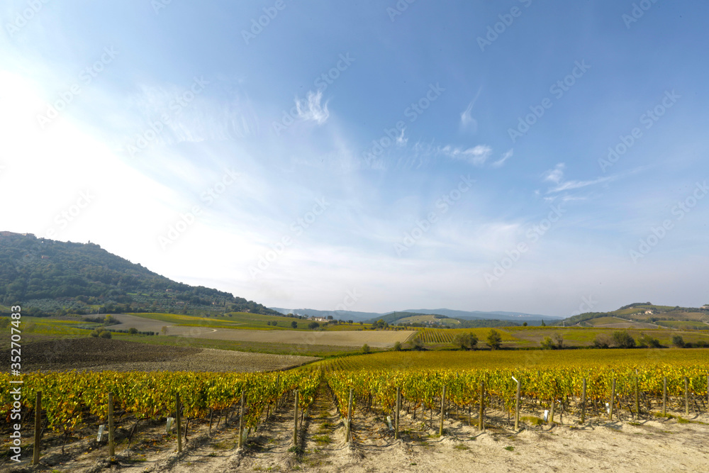 Fototapeta premium vineyard toscana italy