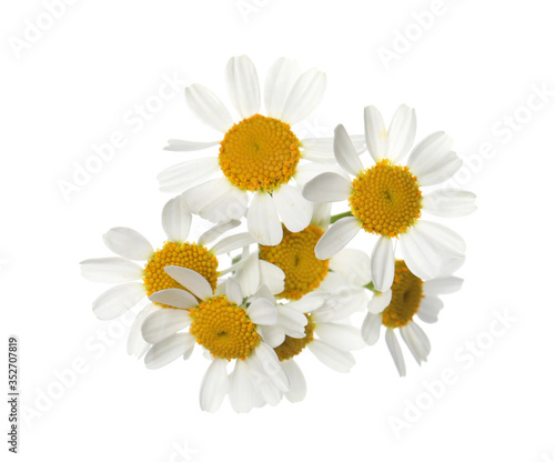 Beautiful fresh chamomile flowers isolated on white © New Africa