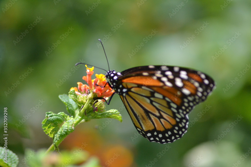 Butterflies posing in the flowers Butterflies posing in the flowers