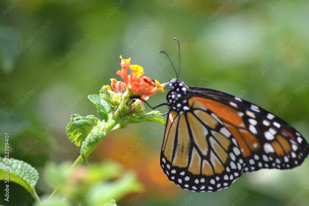 Fototapeta premium Butterflies posing in the flowers