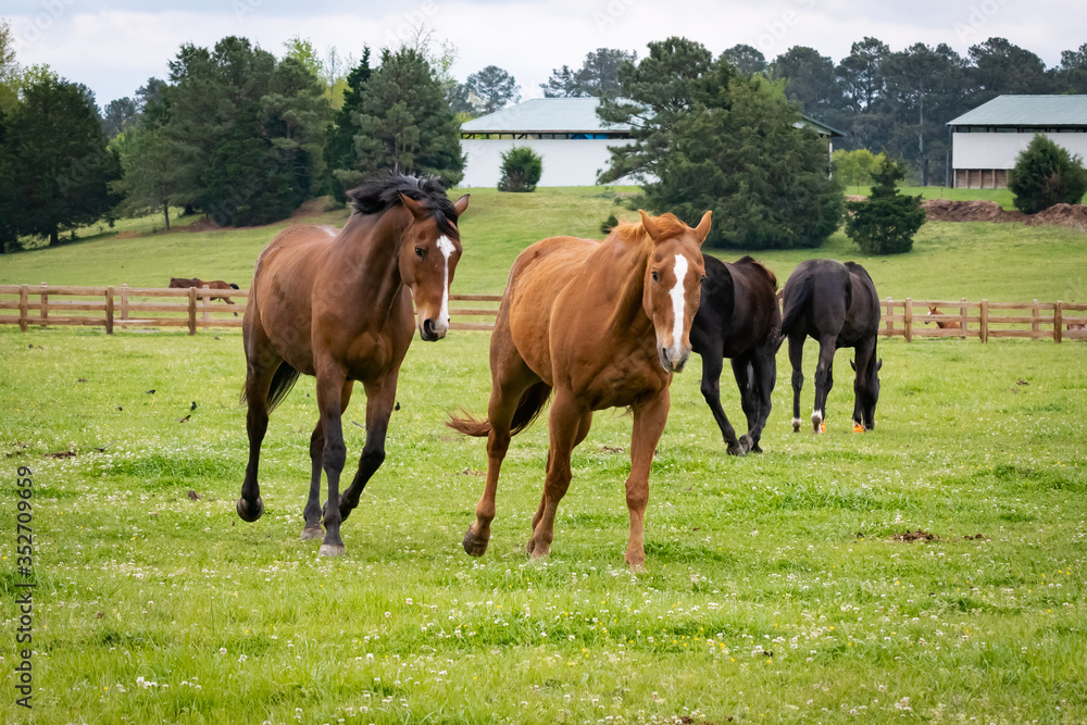 Quarter Horses at stable in Rome Georgia.