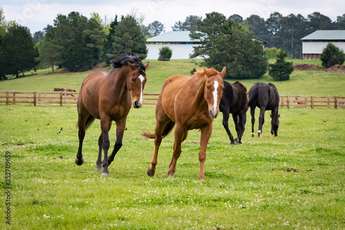 Quarter Horses at stable in Rome Georgia. © Wildspaces