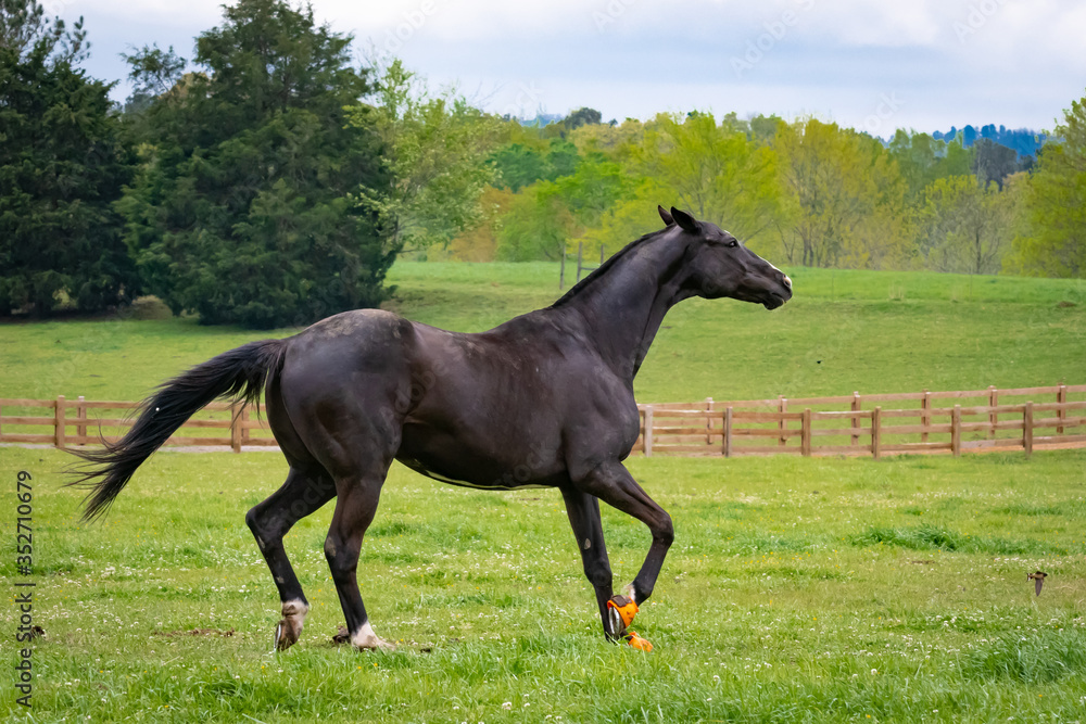 Stallions running in pasture at horse farm in Rome Georgia. Stallions running in pasture at horse farm in Rome Georgia.