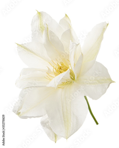 White flower of clematis, isolated on white background
