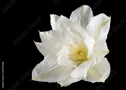 White flower of clematis, isolated on black background