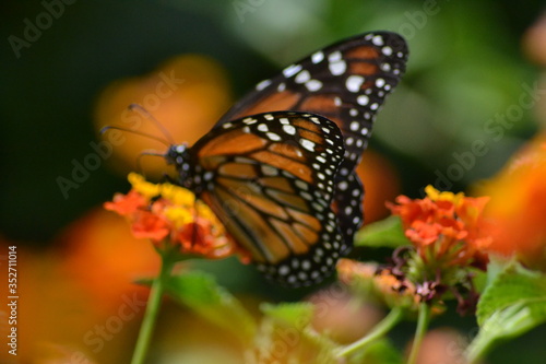 Butterflies posing in the flowers
