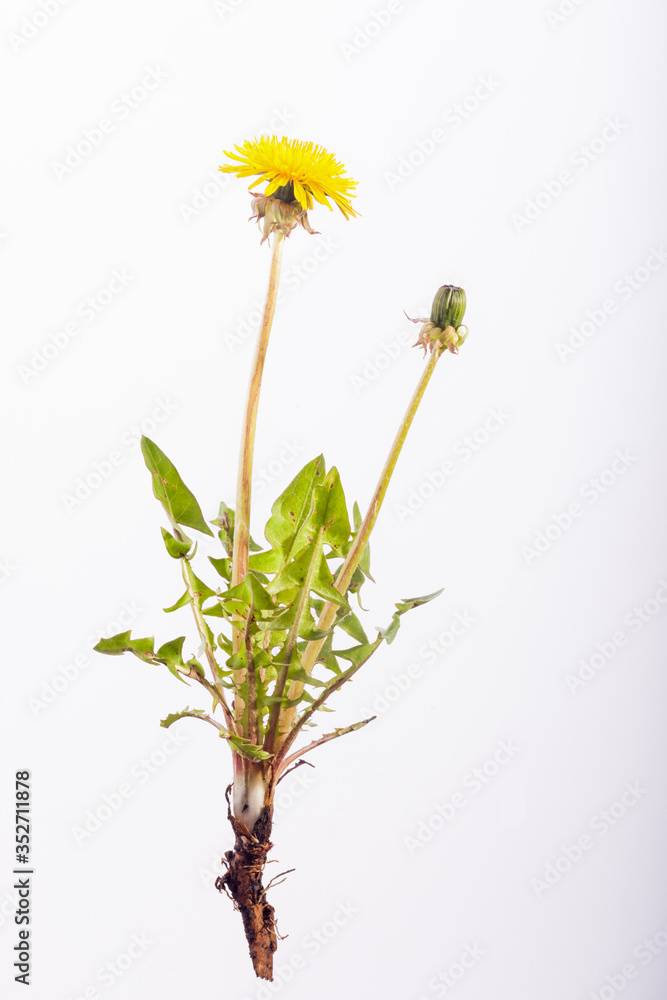 Obraz premium Dandelion Plant on White