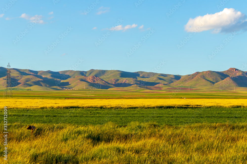 rapeseed flowers and green barley field with mountains and blue sky