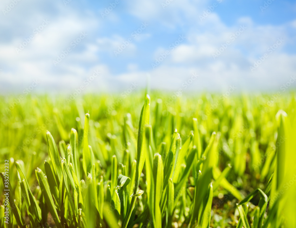 Green grass and blue sky on sunny day, closeup