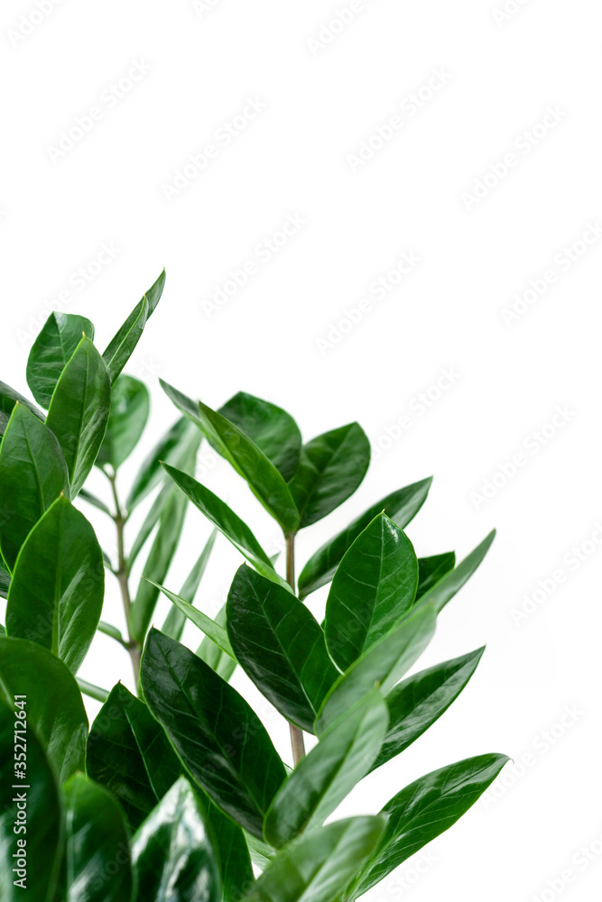 Branches and leaves of houseplant Zamioculcas on white background. Popular trendy tropical plant for home decor. Vertical frame border. Close-up, copy space. Branches and leaves of houseplant Zamioculcas on white background. Popular trendy tropical plant for home decor. Vertical frame border. Close-up, copy space.