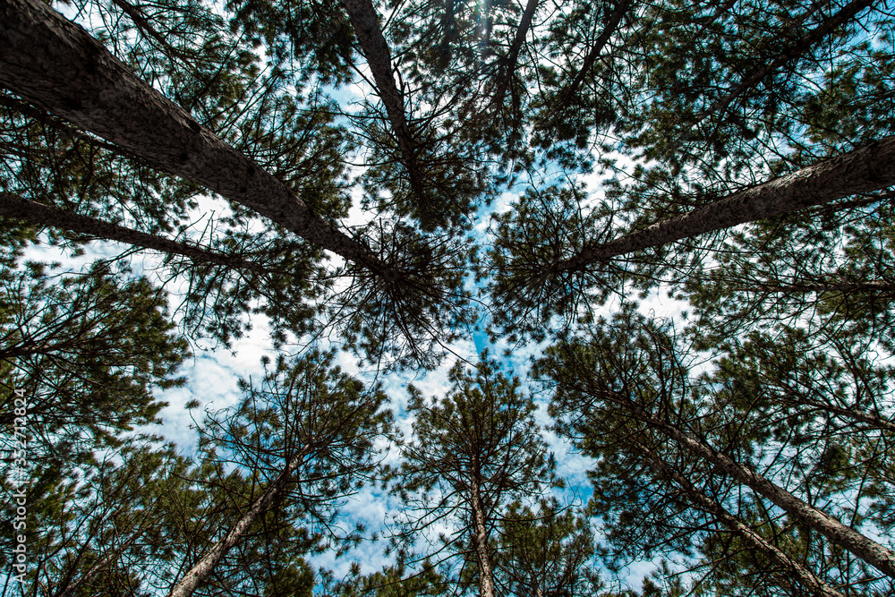 Fototapeta premium trees in the forest
