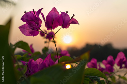 Beautiful flowers and orange sunset in nature. Relaxation.