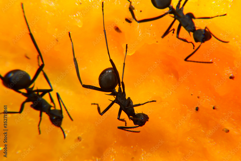 The black carpenter ant is a species of carpenter ant. Camponotus