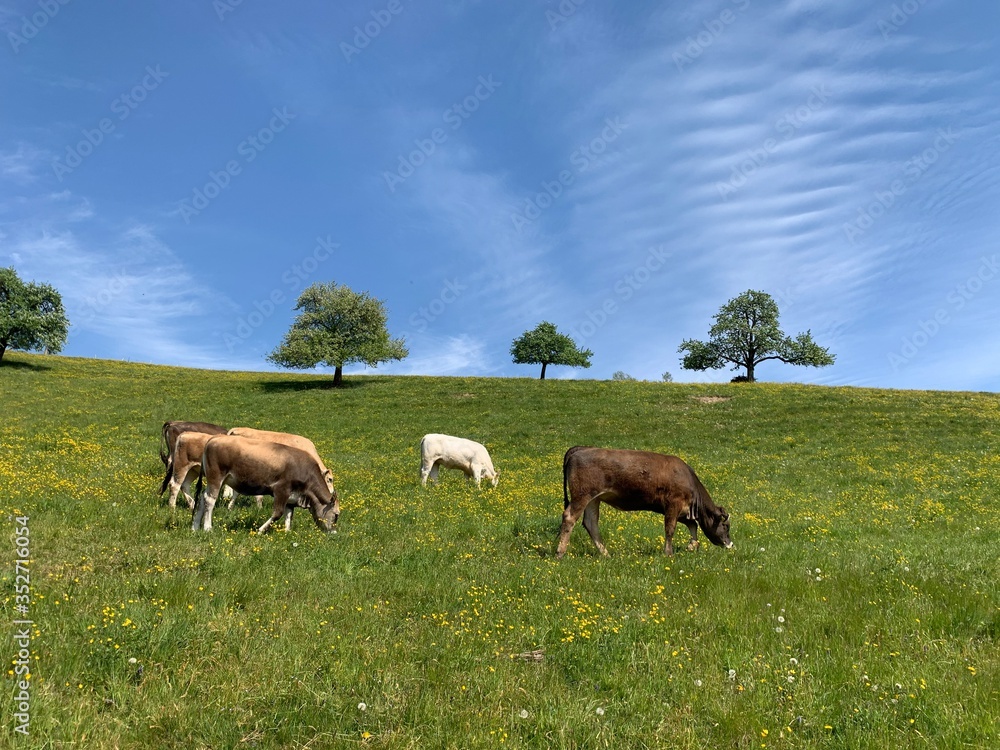 Naklejka premium Kühe auf grüner Weide / Wiese am grasen. Im Hintergrund Obstbäume