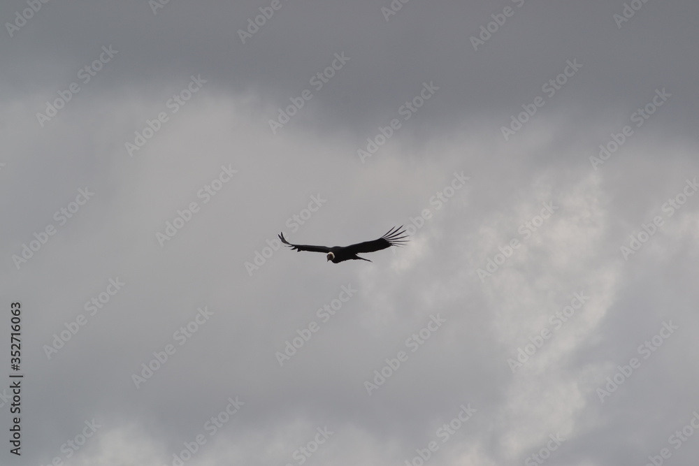 Majesty flight of a condor andino