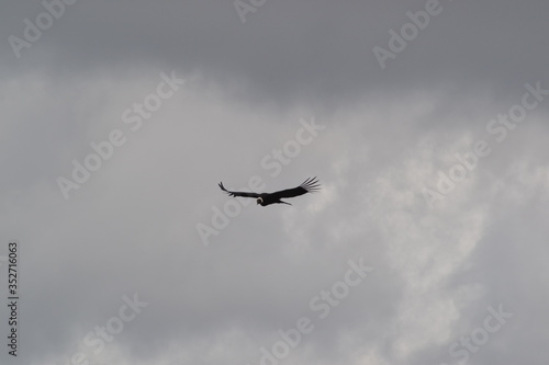 Majesty flight of a condor andino