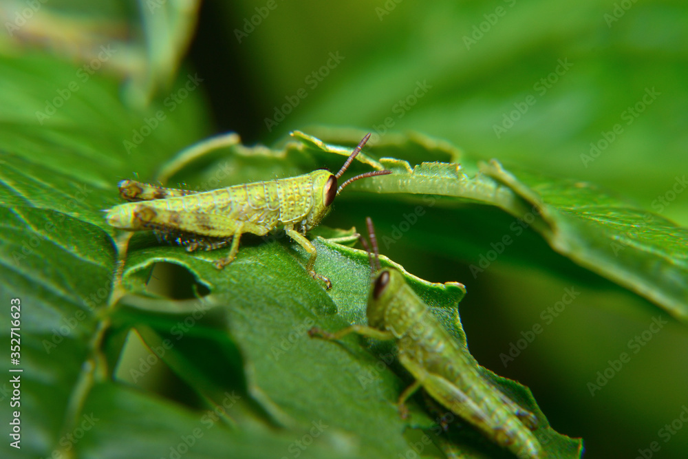 Baby of green wandering Grasshopper (Locusta migratoria manilensis Meyen) Baby of green wandering Grasshopper (Locusta migratoria manilensis Meyen)