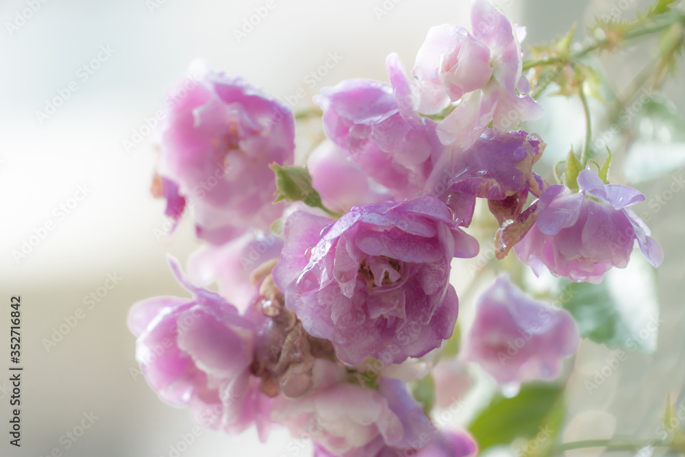 roses roses