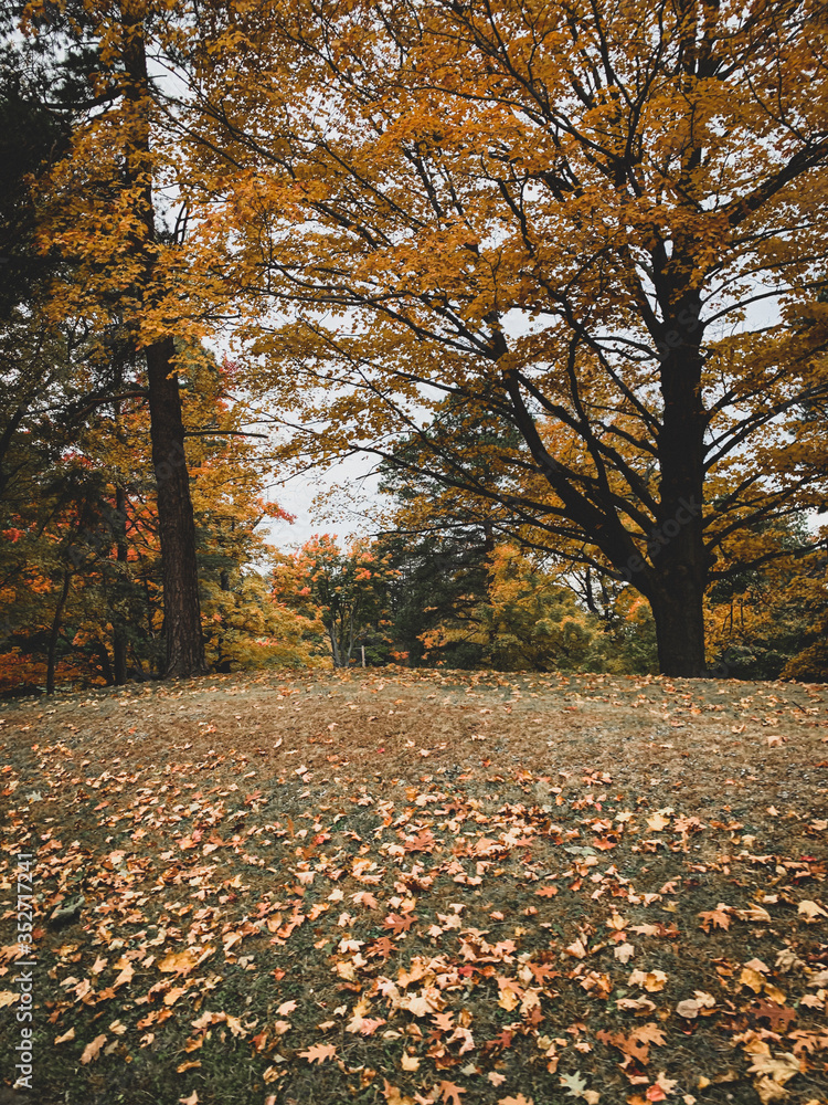 Autumn in the park