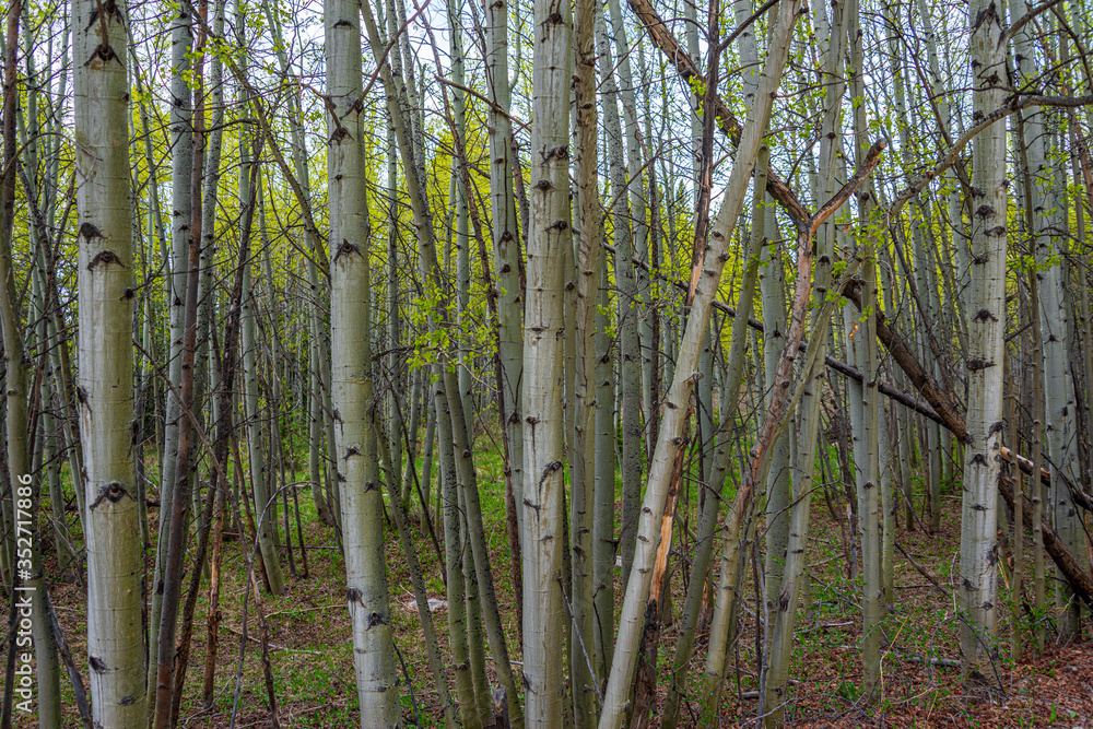 bamboo forest in spring bamboo forest in spring