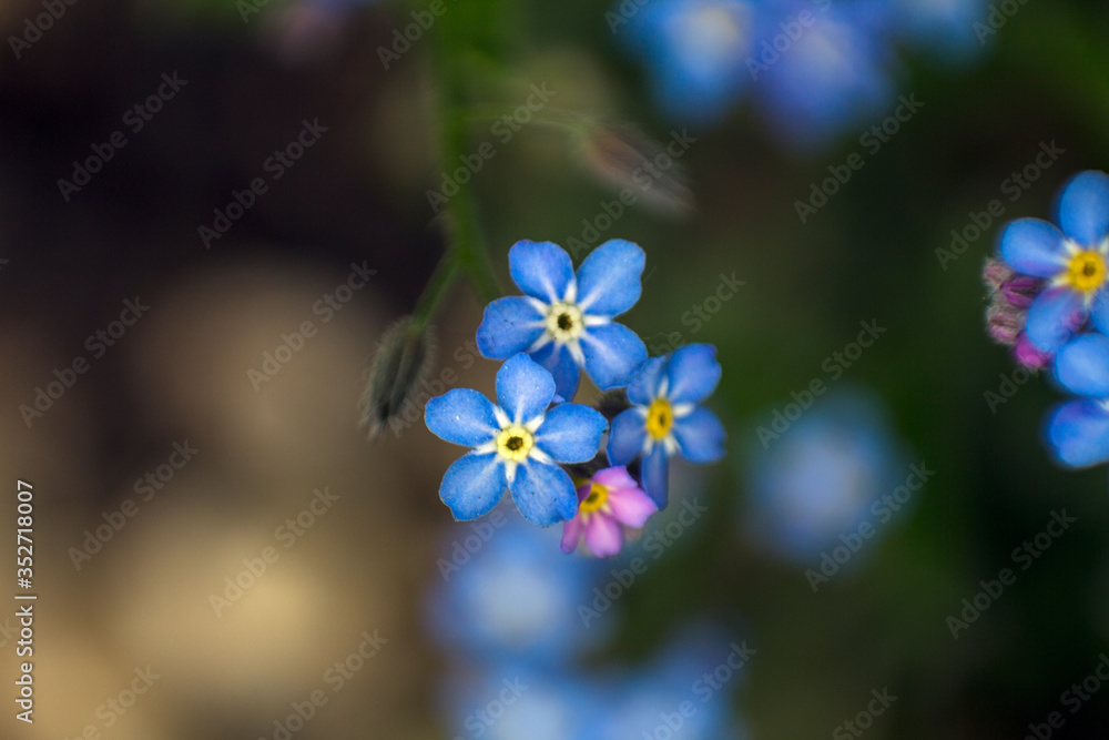 blue forget-me-not flower on blurry background blue forget-me-not flower on blurry background
