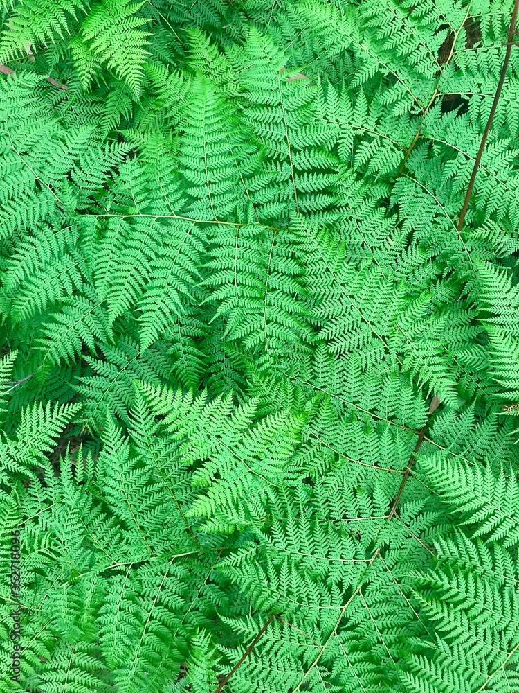 Green fern frons closeup texture