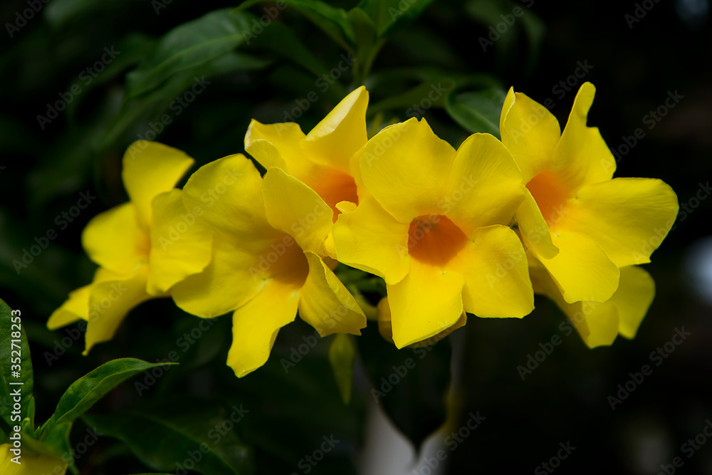 Close-up of Allamanda cathartica, also called golden trumpet flower Close-up of Allamanda cathartica, also called golden trumpet flower