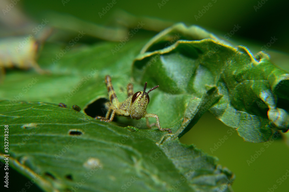 Baby of green wandering Grasshopper (Locusta migratoria manilensis Meyen) Baby of green wandering Grasshopper (Locusta migratoria manilensis Meyen)