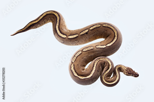 african ball python or royal python or python regius snake isolated on a white background with clipping path