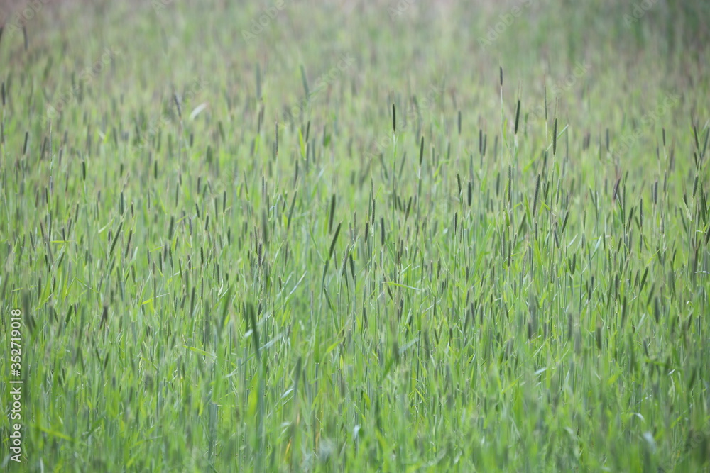 green grain field green grain field