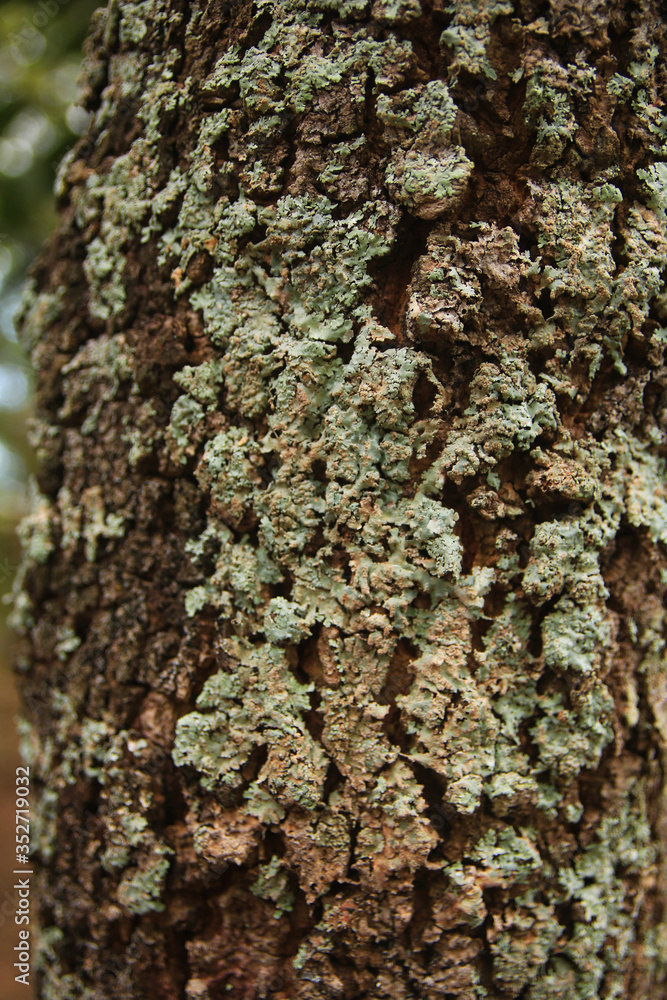 Fototapeta premium lichen of a tree