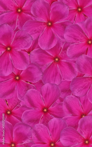 pink flower pattern design for clothes