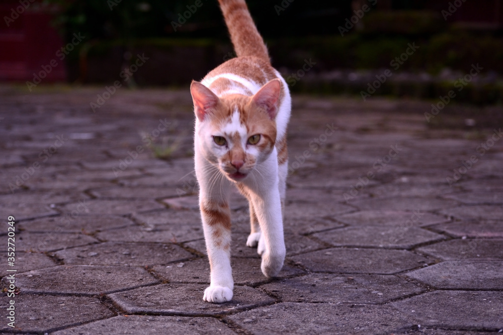 cute domestic cats are orange and white