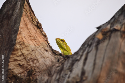 Bronchocela jubata, commonly known as the maned forest lizard. Its on tree trunk  photo