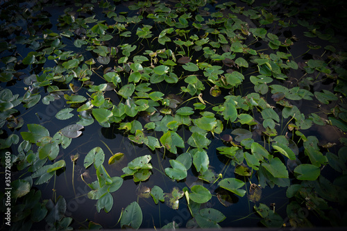 Lily Pad Covered Swamp photo