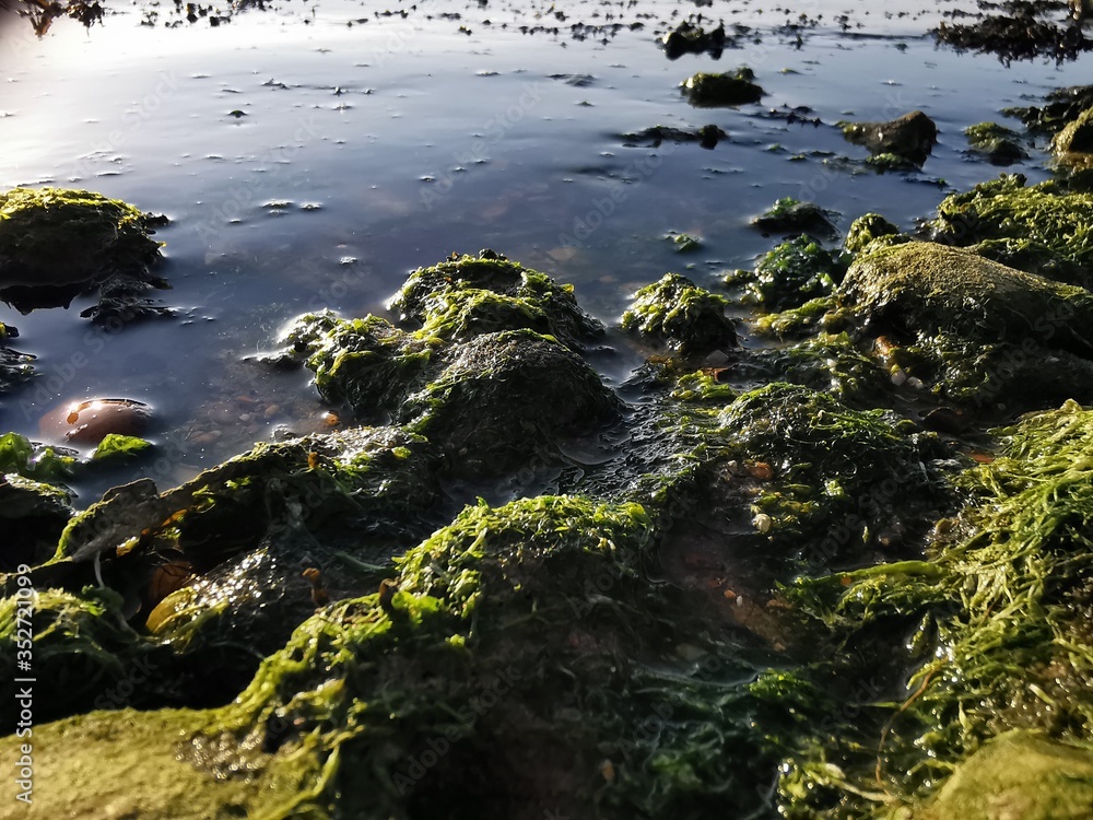 green moss on the rocks green moss on the rocks