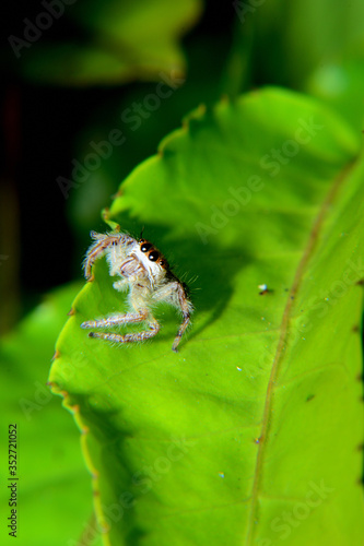 Nature, Jump spider in green leaf photo