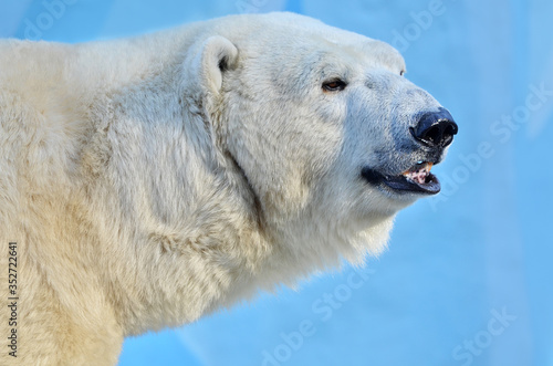 polar bear close up