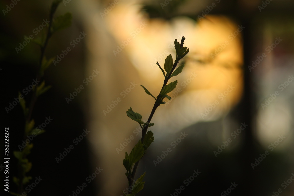 spring in the morning