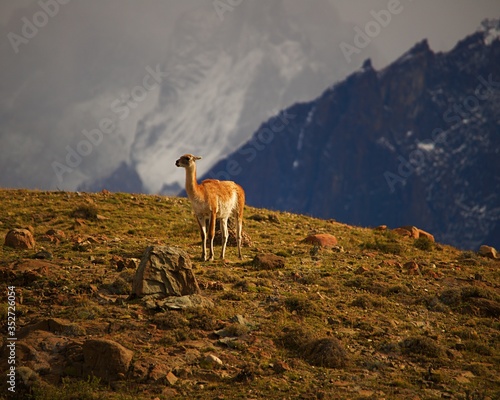 Wild animal Guanaco, with jagged snow covered mountains behind it. 