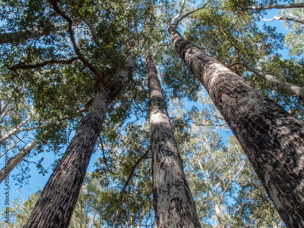 Fototapeta premium Tall Eucalypt Trees growing in forest