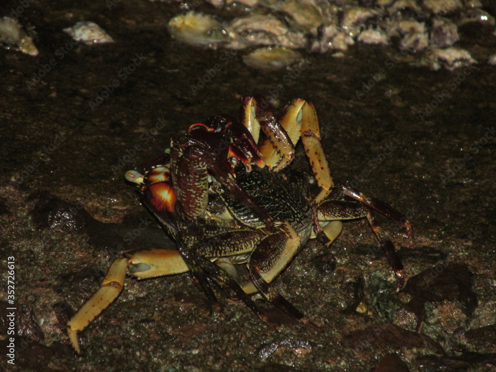 Rare species of crab Rare species of crab