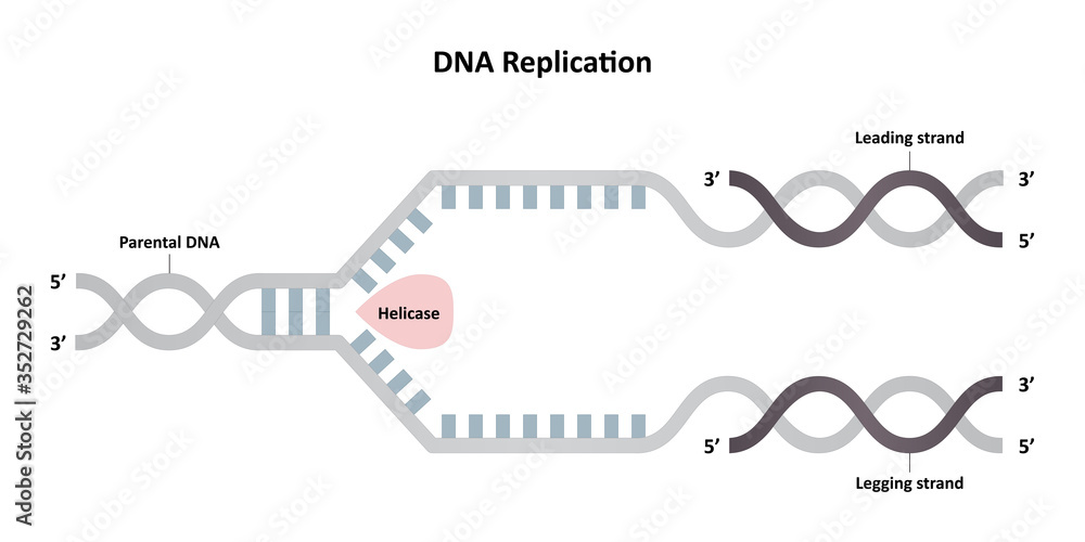 DNA replication diagram, leading and lagging strands, molecular biology Vector. ESP10 DNA replication diagram, leading and lagging strands, molecular biology Vector. ESP10